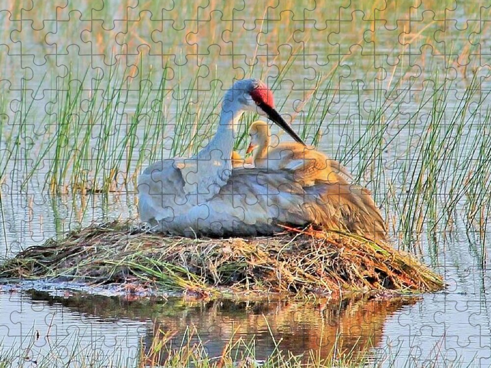 Sandhill Crane with Chicks Malabar Florida Puzzle