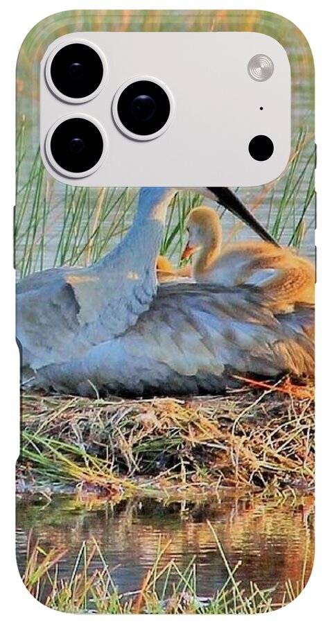 Sandhill Crane with Chicks Malabar Florida - Phone Case